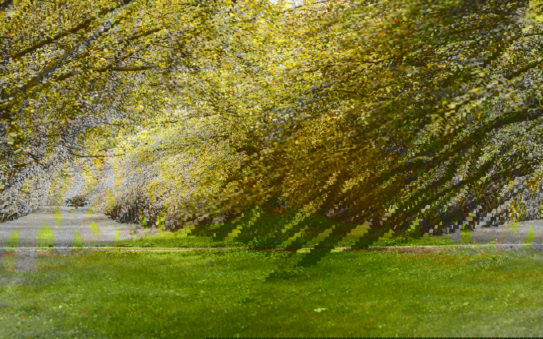 Parks and Public Realm Update