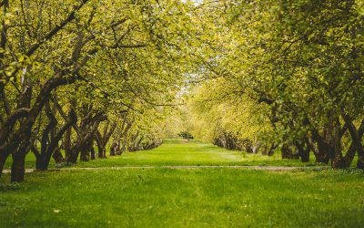 Parks and Public Realm Update