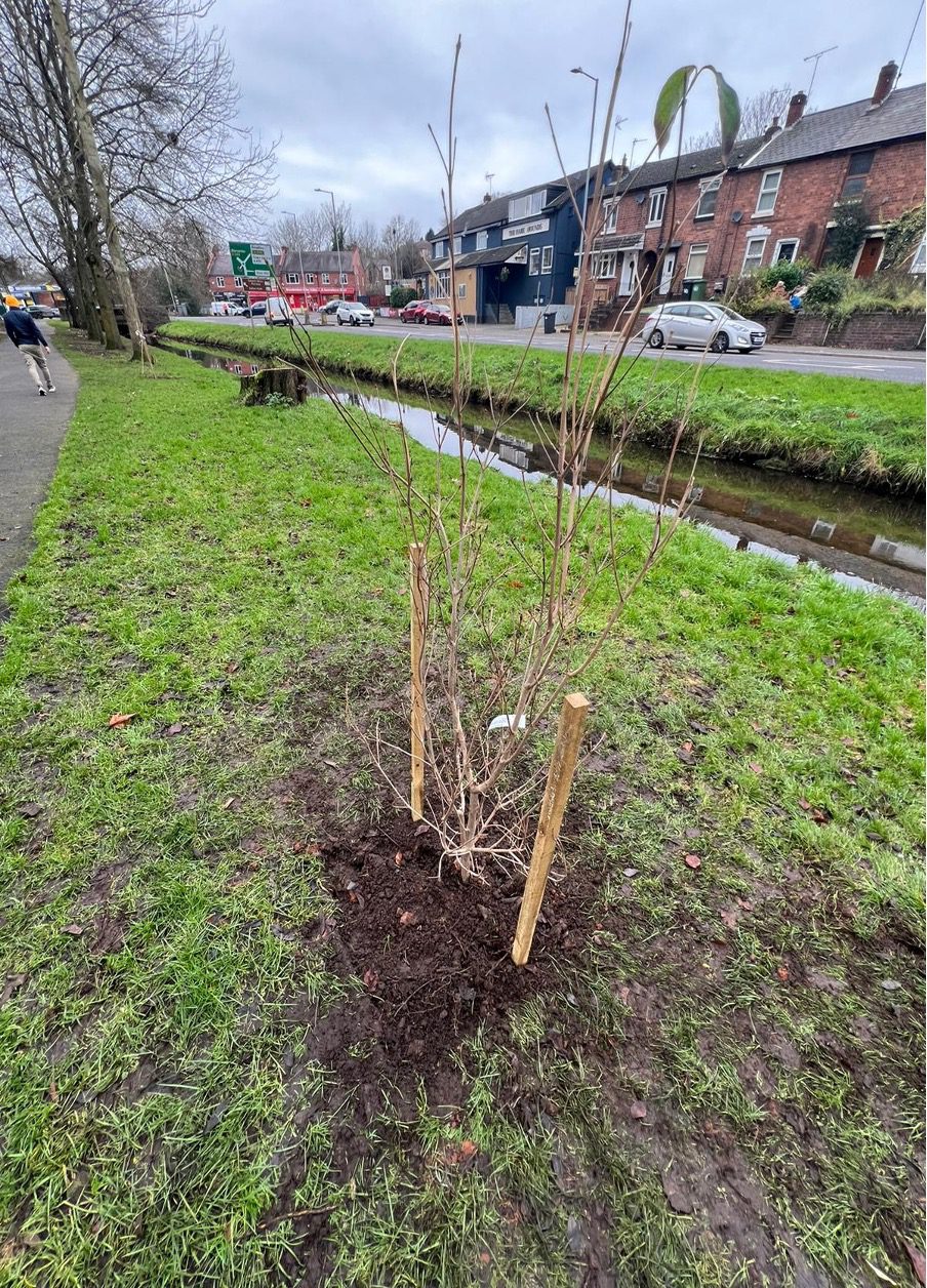 new-trees
