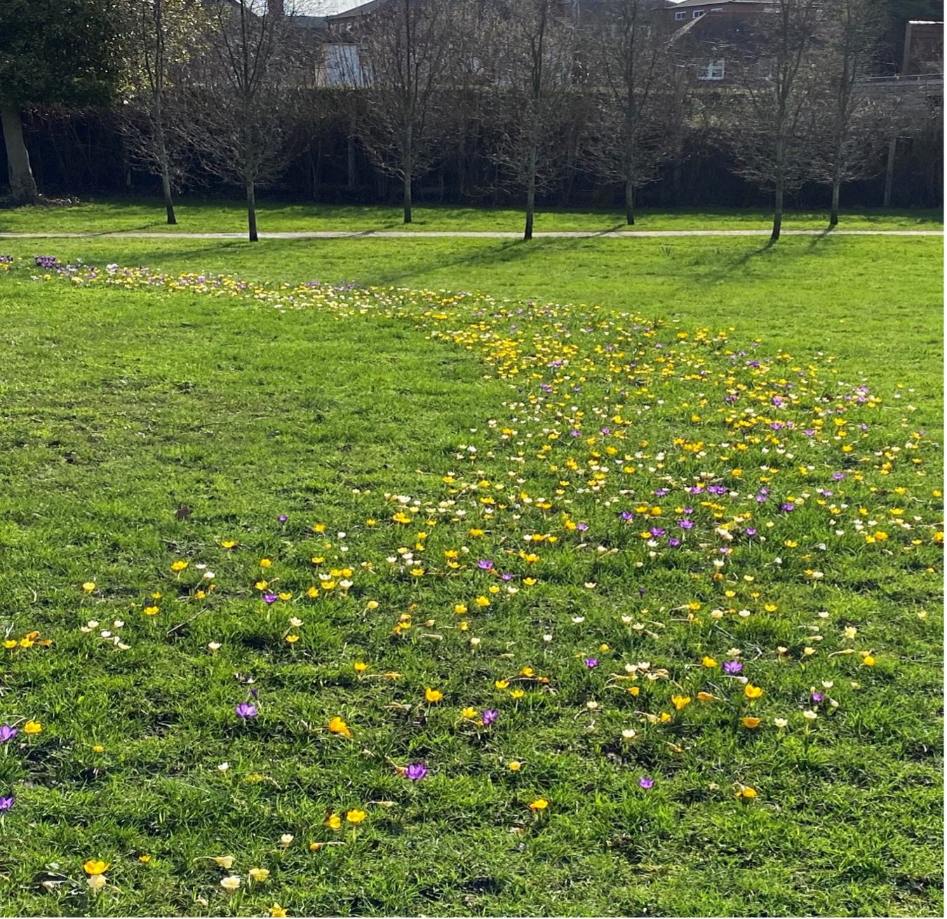 spring-bulbs