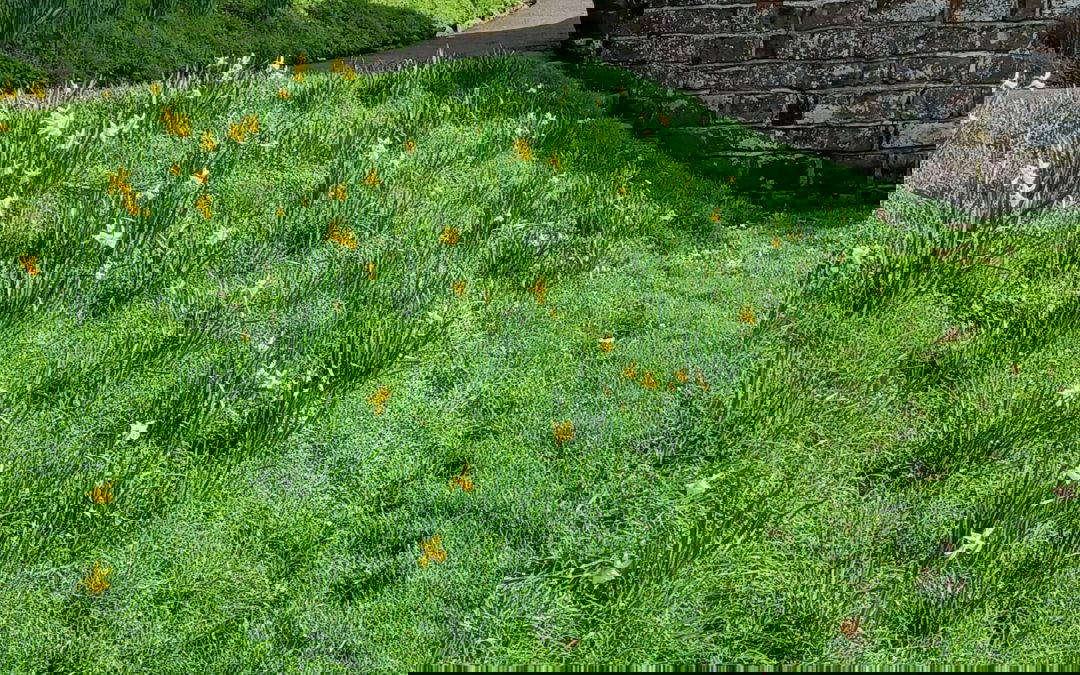 Early Signs of Spring