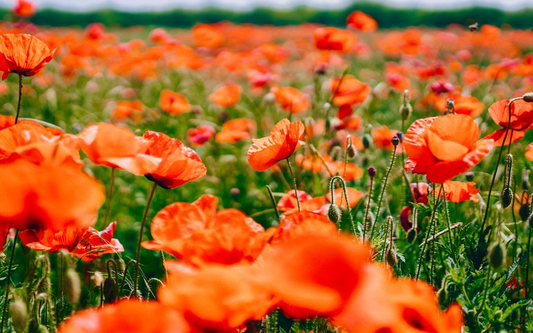 VJ Day 80 Commemorations